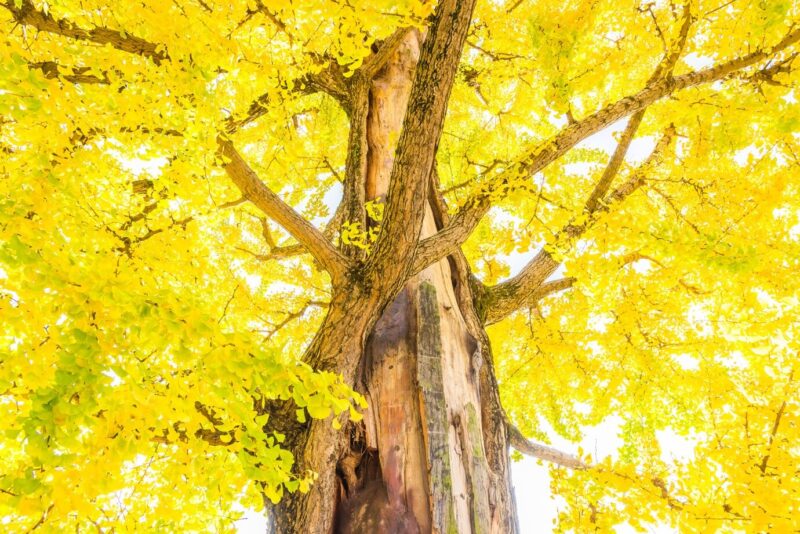 Ginkgo Tree