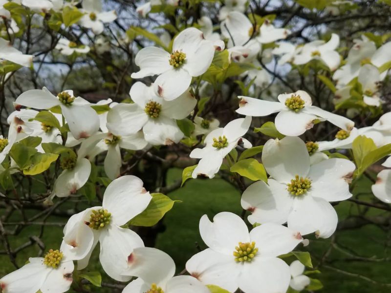 dogwood tree