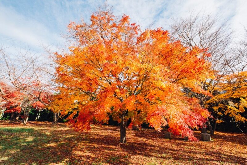 maple tree